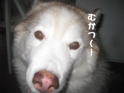 e0121548_1084163.jpg