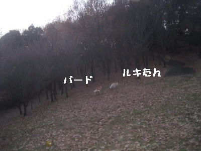 e0121548_9592248.jpg
