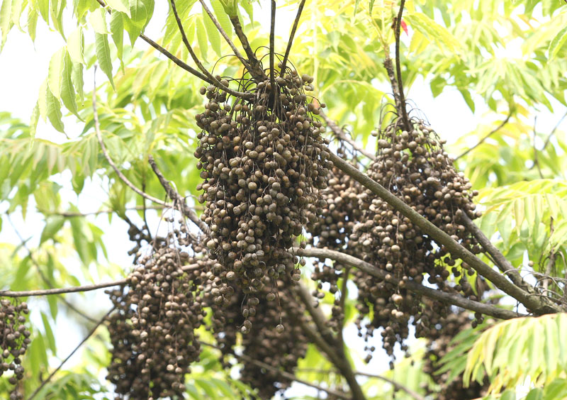 ハゼノキの新緑と果実 Rhus succedanea_f0165160_16374979.jpg