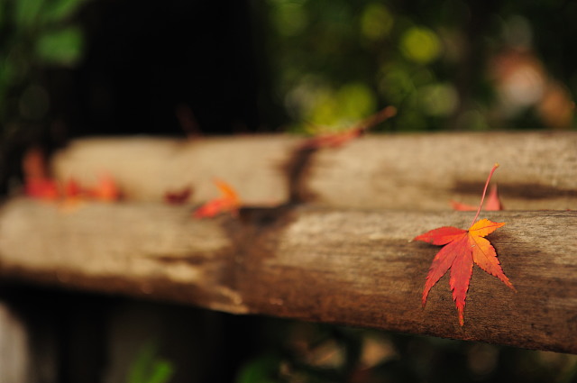 中院 ~紅葉~_f0222161_21192112.jpg