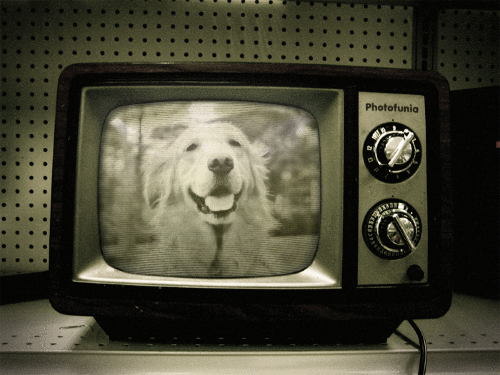 e0020166_19124448.gif