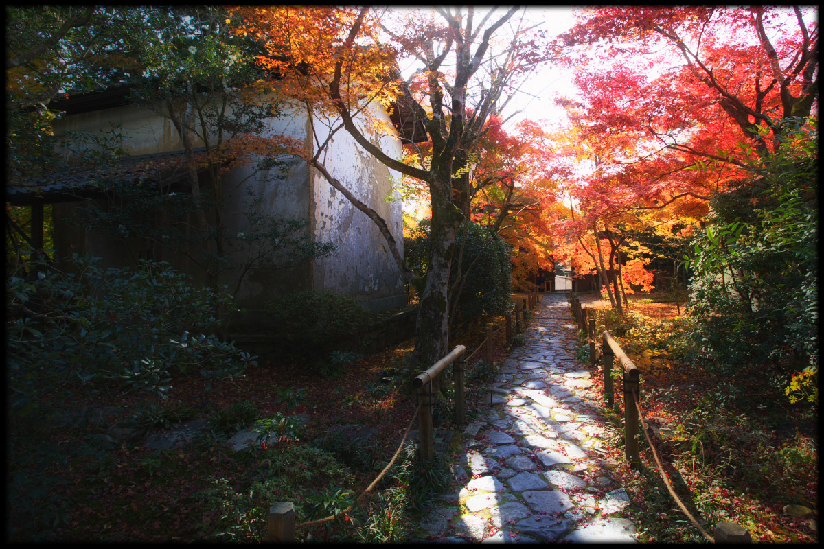 紅葉　2010 <蓮華寺> 2_f0021869_558258.jpg