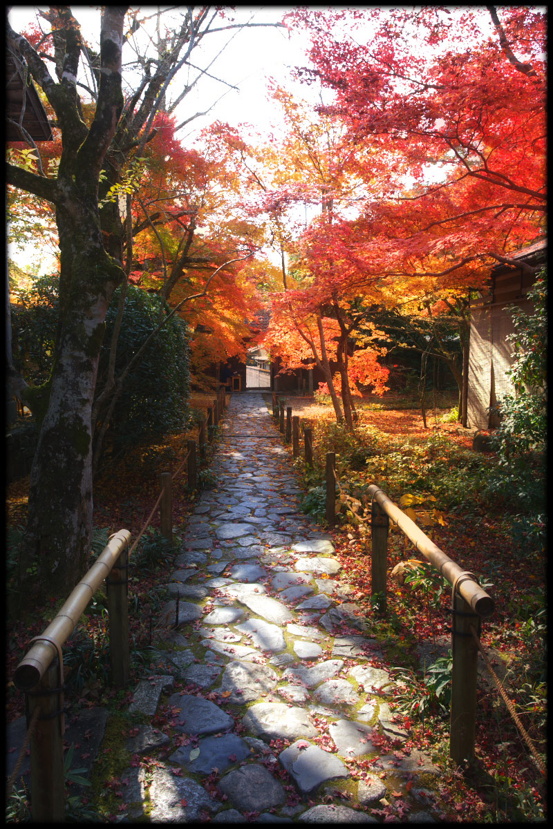 紅葉　2010 <蓮華寺> 2_f0021869_60351.jpg