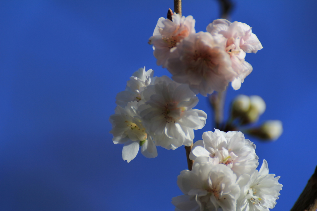冬咲く桜～コブクザクラ（子福桜）～優しく微笑んで♪_e0195587_2046186.jpg