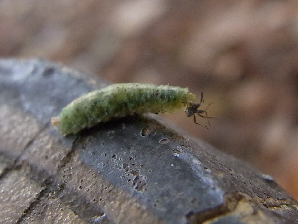 アブラムシを食べるアブの仲間の幼虫_c0208989_2062677.jpg