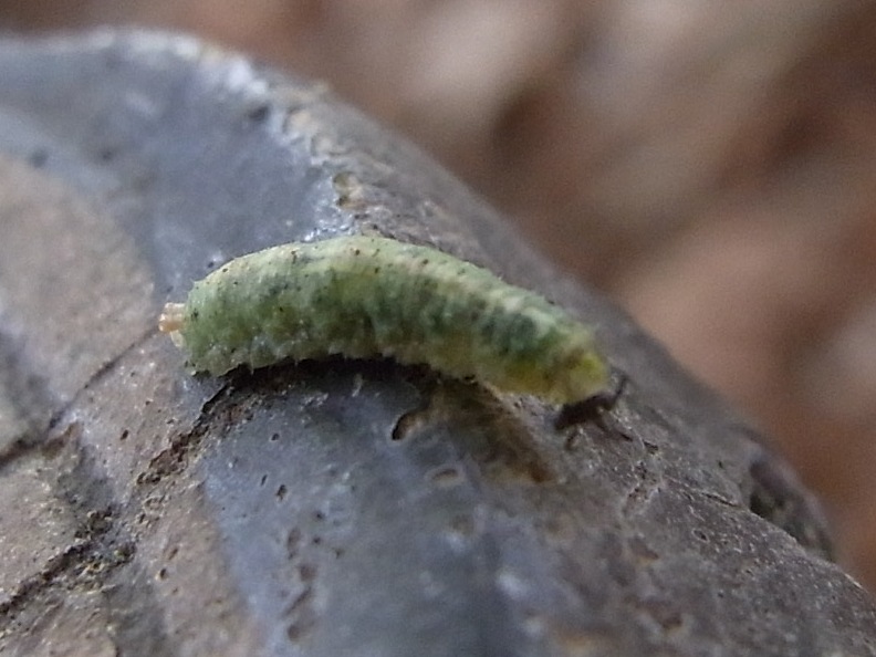 アブラムシを食べるアブの仲間の幼虫 写ればおっけー コンデジで虫写真