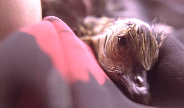 映画 Fly Away Home グース At Studio Ta 映画 Fly Away Home グース At Studio Ta