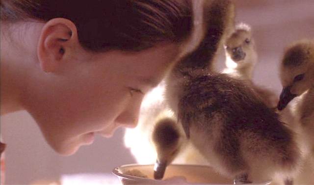 映画 Fly Away Home グース At Studio Ta