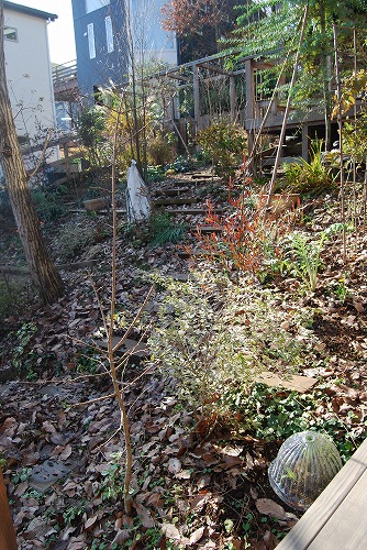 12月の庭…_c0124100_17543719.jpg