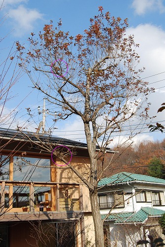 12月の庭…_c0124100_17561140.jpg