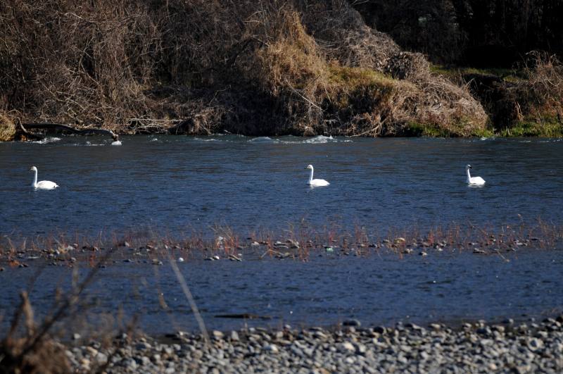 豊科の白鳥たち_e0103903_227438.jpg