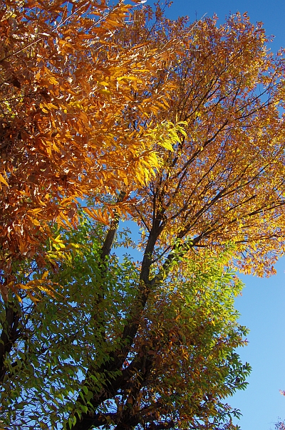 c0156908_8123132.jpg