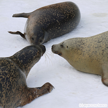 でっかいどう：あざらし三者サミット（旭山動物園）_f0079110_16433150.jpg