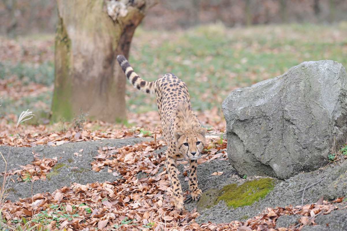 チーターの狩り 動物園へ行こう チーターの狩り 動物園へ行こう