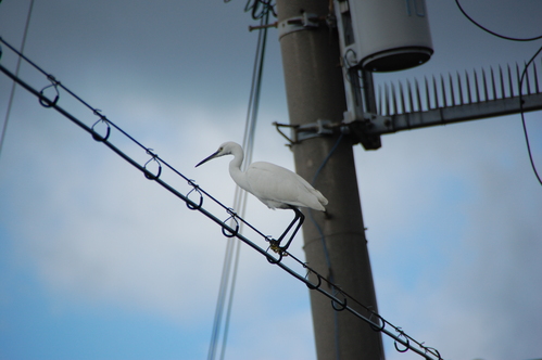 野鳥観察ウオーキング_c0108460_14414620.jpg