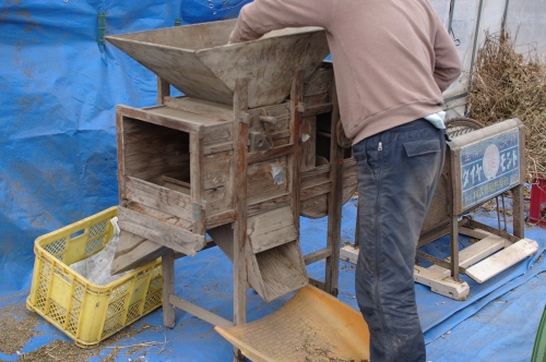 大豆脱穀 足踏み脱穀機 キシノウエンの 今日のてしごと