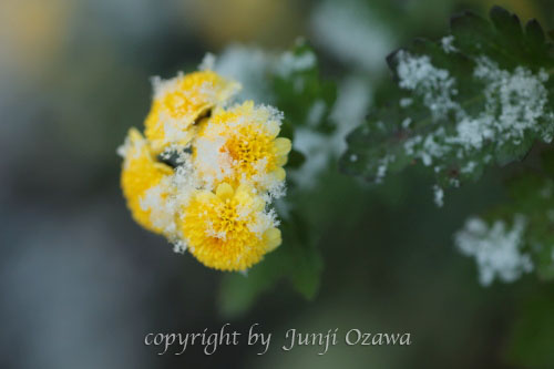 雪化粧　vol.01 　　小菊_c0195281_1242353.jpg