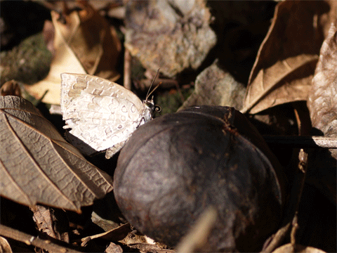 b0053192_14591575.gif