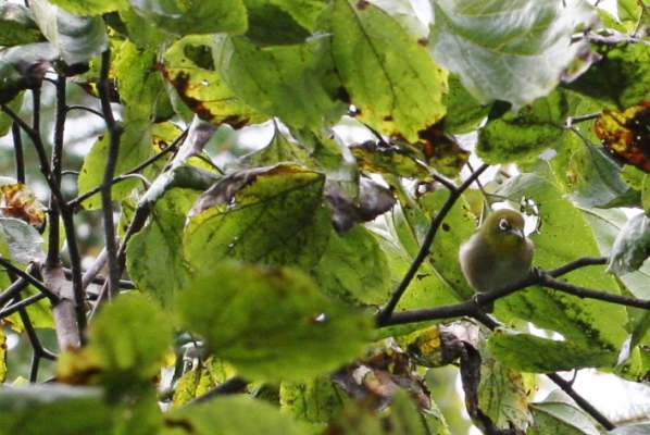 d0133693_975480.jpg