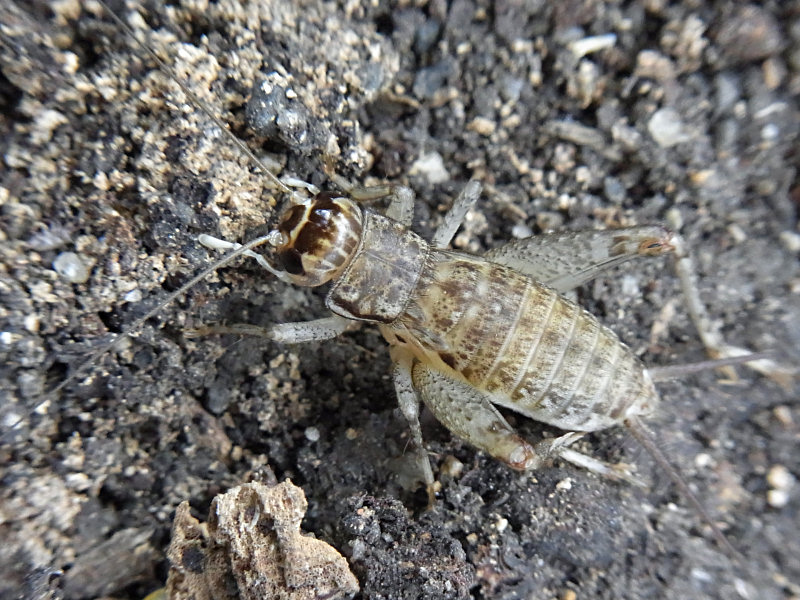 ツヅレサセコオロギ 西公園 10 08 04撮影 街中のほんの小さな自然 Only Small Nature In My Town
