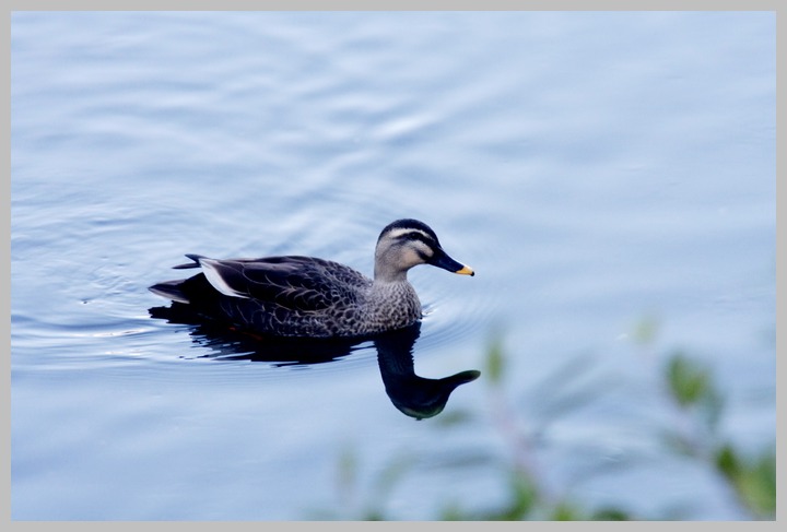 水鳥たち_c0129300_18364074.jpg