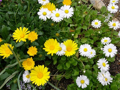 a0123003_0455557.jpg
