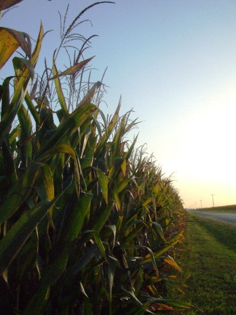 c0062603_51439.jpg