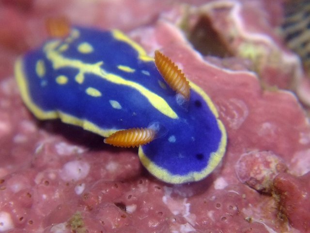 アオウミウシ 葉山の美味しいダイビング生活