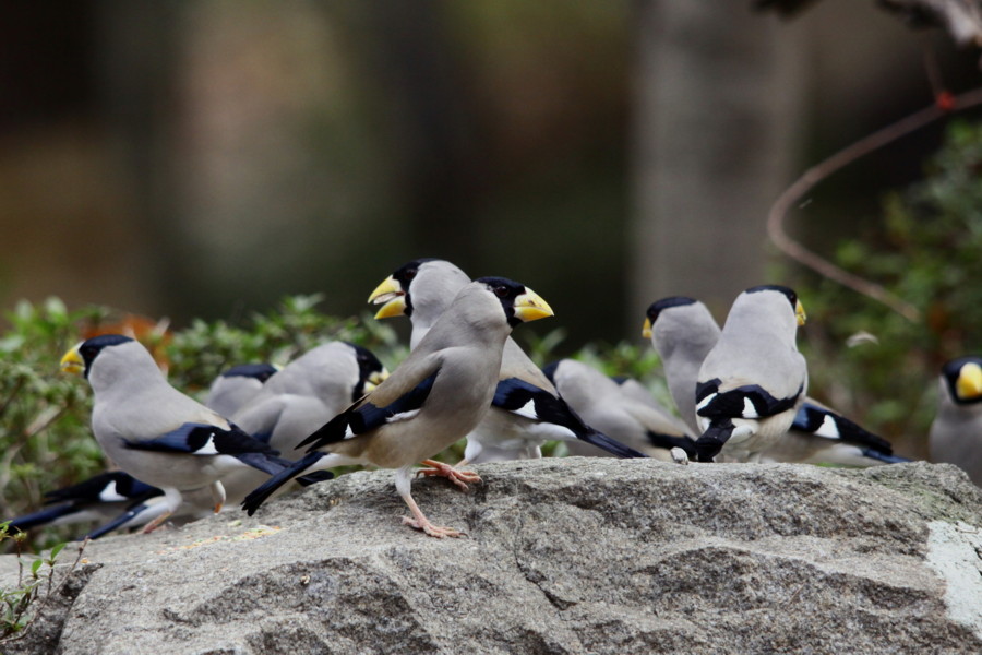 公園の鳥達（2010年12月23日）_f0235311_17562582.jpg