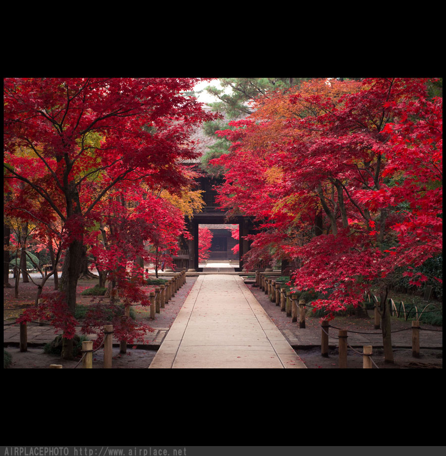 紅葉の平林寺（９）　夕暮れがきて～_f0086721_22154433.jpg