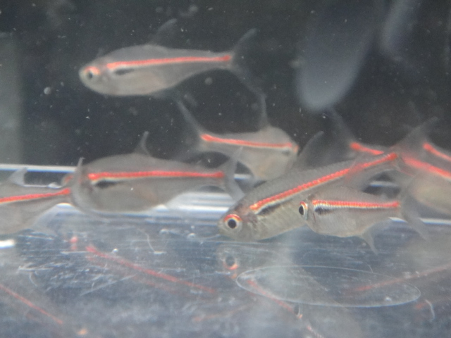熱帯魚・水草_f0189122_13145269.jpg