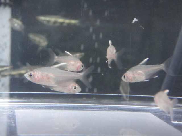 熱帯魚・水草_f0189122_13155762.jpg