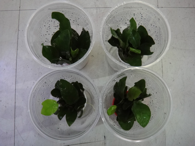 熱帯魚・水草_f0189122_13315133.jpg