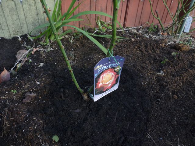 バラ苗植え付け_b0054727_18163879.jpg
