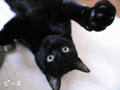 a0166338_20234285.gif