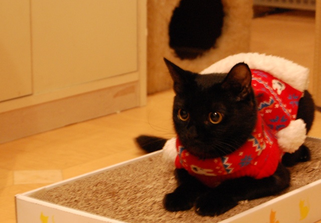 クリスマスイヴイヴ猫 ろった編。_a0143140_22373010.jpg