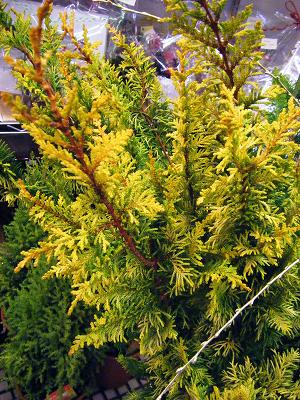 縁起の良い花木 黄金ヒバ Hanazakka 花雑貨 縁起の良い花木 黄金ヒバ Hanazakka 花雑貨