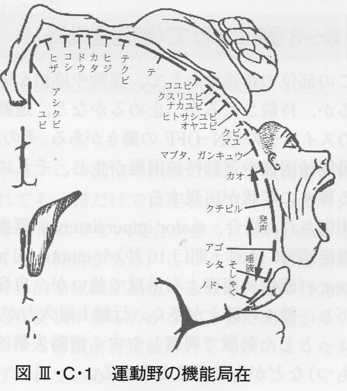 脳の部位にあわせた脳のはたらきについて がんばらねばいかんぜよ