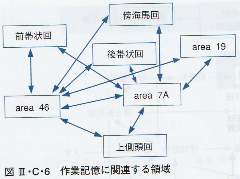 脳の部位にあわせた脳のはたらきについて_c0188865_1948671.jpg