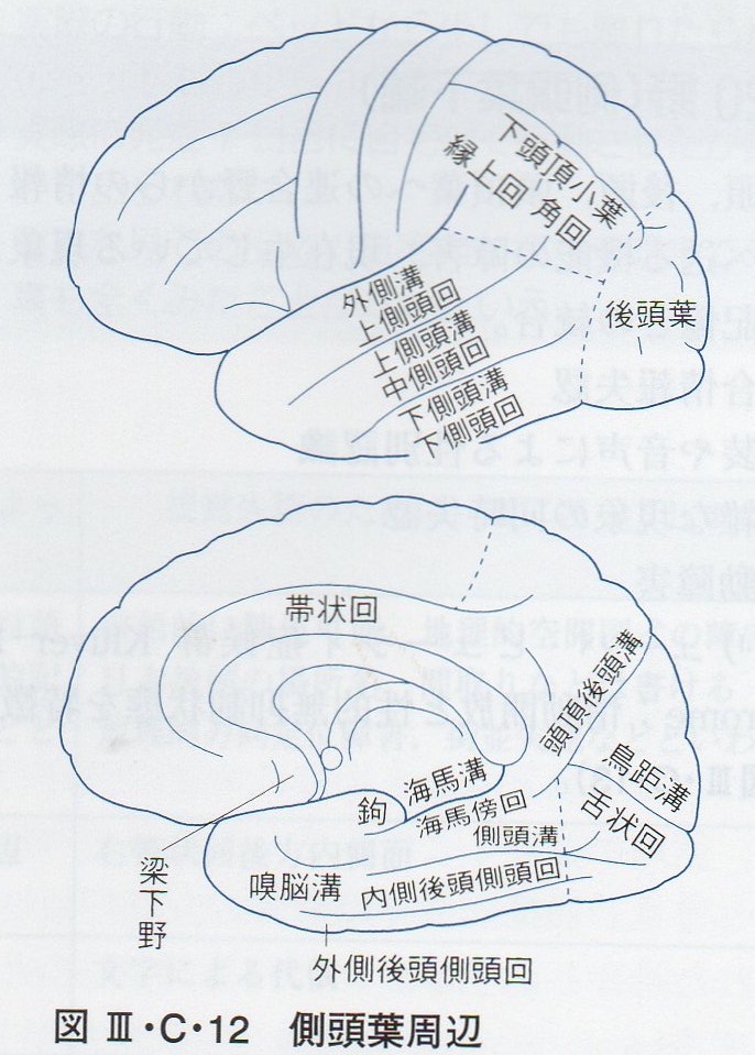 脳の部位にあわせた脳のはたらきについて_c0188865_2034396.jpg