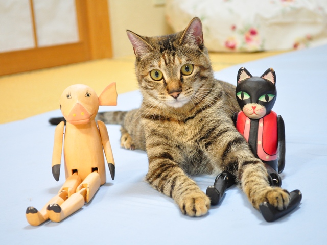 黒猫ミミの怒り_a0126590_812310.jpg