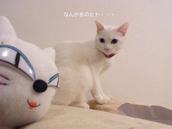 しろねこやまと クロネコ・シロネコ｜ヤマトグループ公式キャラクター