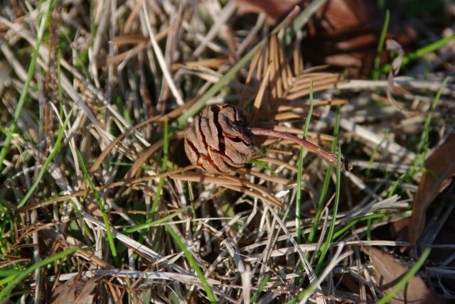 e0070891_18181255.jpg