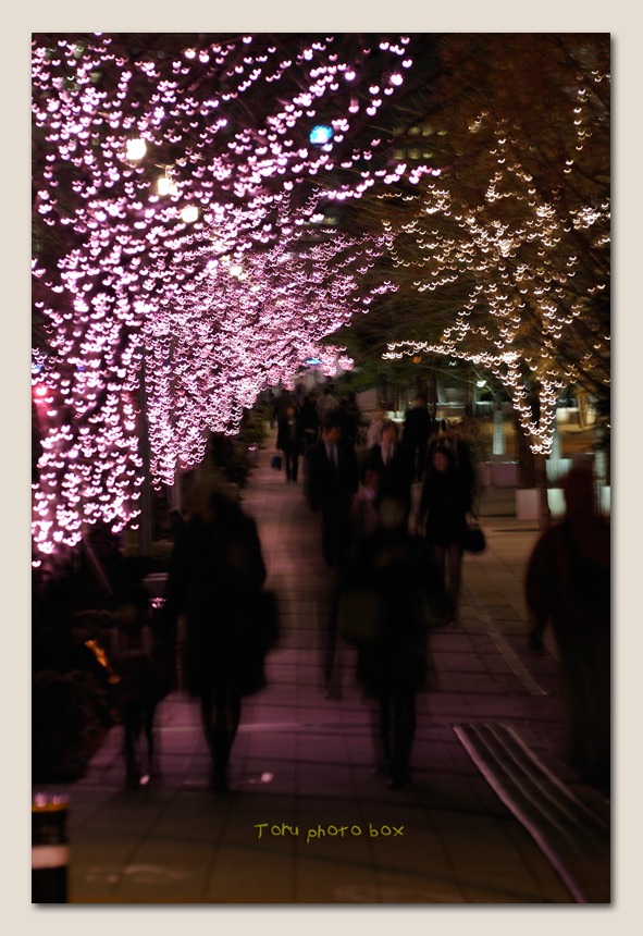 Christmas night          　　　　　　　 目黒川の桜_a0157696_16143385.jpg