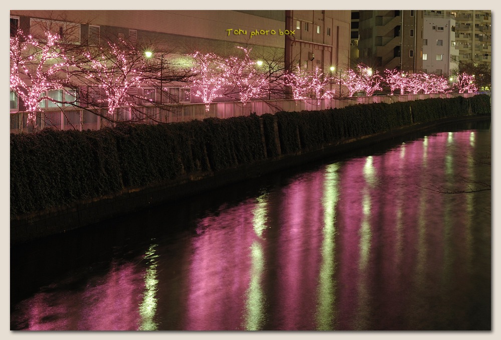 Christmas night          　　　　　　　 目黒川の桜_a0157696_16281427.jpg