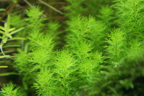 a0183301_18423198.jpg