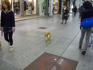 帯屋町にいたワンコ_d0169411_2034437.jpg