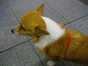 帯屋町にいたワンコ_d0169411_2037273.jpg