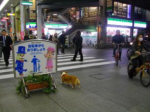 帯屋町にいたワンコ_d0169411_20381989.jpg