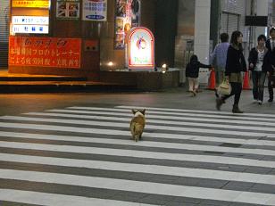 帯屋町にいたワンコ_d0169411_20395386.jpg